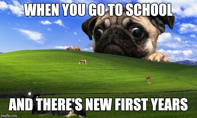 Pug Windows hill | WHEN YOU GO TO SCHOOL AND THERE'S NEW FIRST YEARS | image tagged in pug windows hill | made w/ Imgflip meme maker