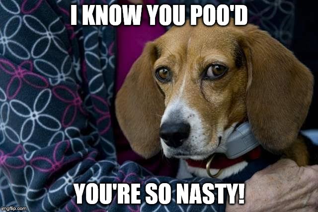 Disgusted Beagle | I KNOW YOU POO'D YOU'RE SO NASTY! | image tagged in poo,poop,caca,beagle,nasty | made w/ Imgflip meme maker