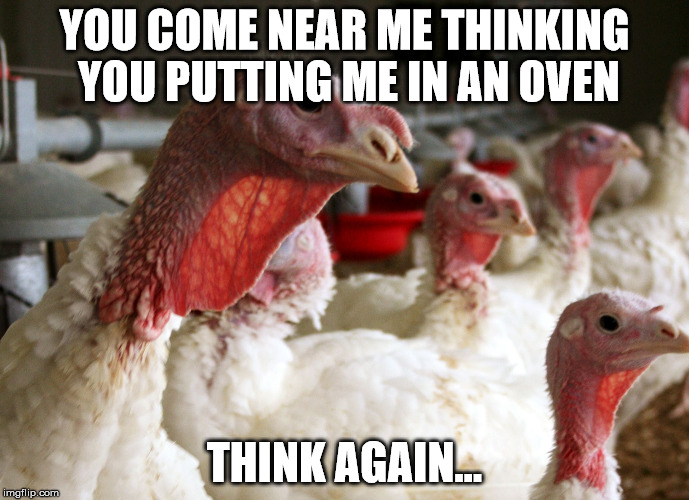 YOU COME NEAR ME THINKING YOU PUTTING ME IN AN OVEN THINK AGAIN... | image tagged in turkey stare | made w/ Imgflip meme maker