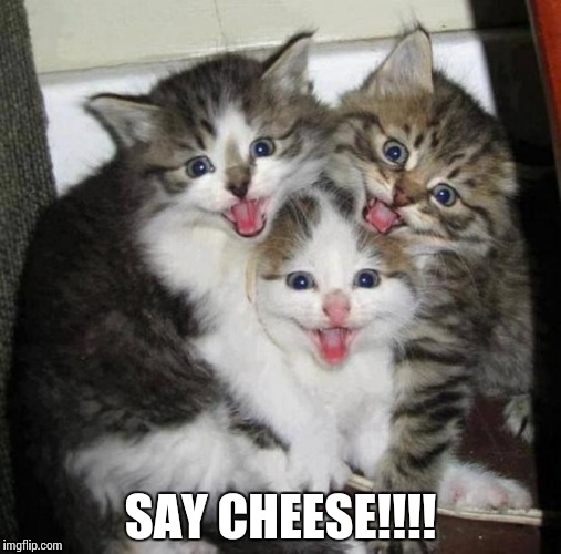 Happy Cats | SAY CHEESE!!!! | image tagged in happy cats | made w/ Imgflip meme maker