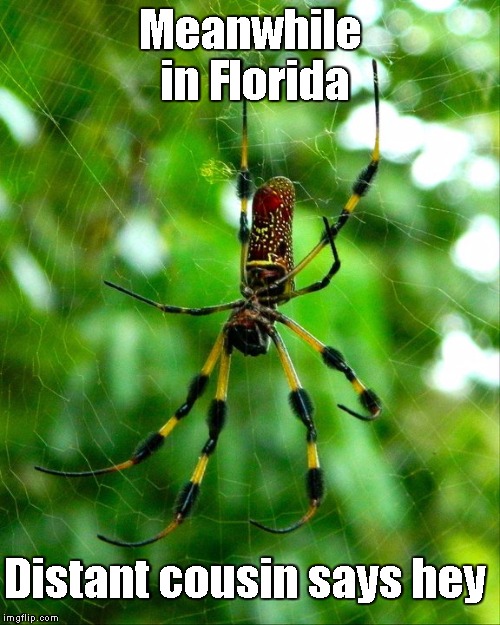Meanwhile in Florida Distant cousin says hey | image tagged in spider | made w/ Imgflip meme maker