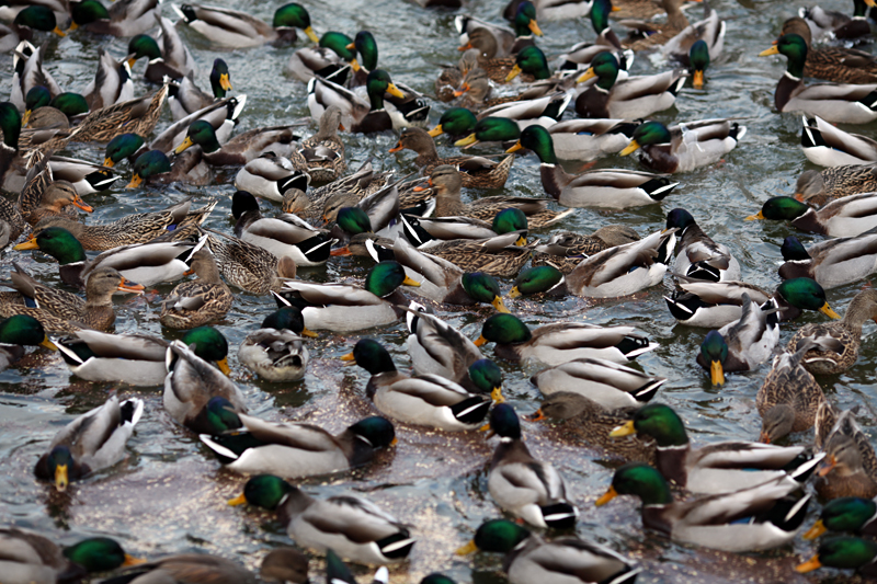 Look at All of the DUCKS I give! Blank Meme Template