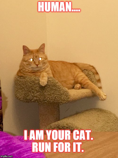 Human...  | HUMAN.... I AM YOUR CAT. RUN FOR IT. | image tagged in cat,creepy,fat cat,wtf | made w/ Imgflip meme maker
