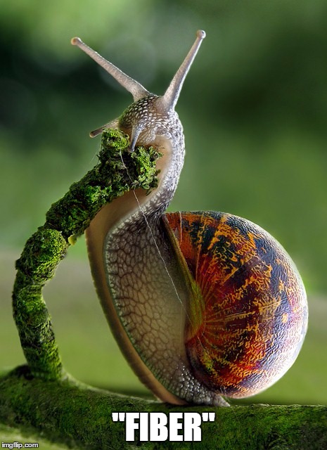 snail | "FIBER" | image tagged in snail | made w/ Imgflip meme maker