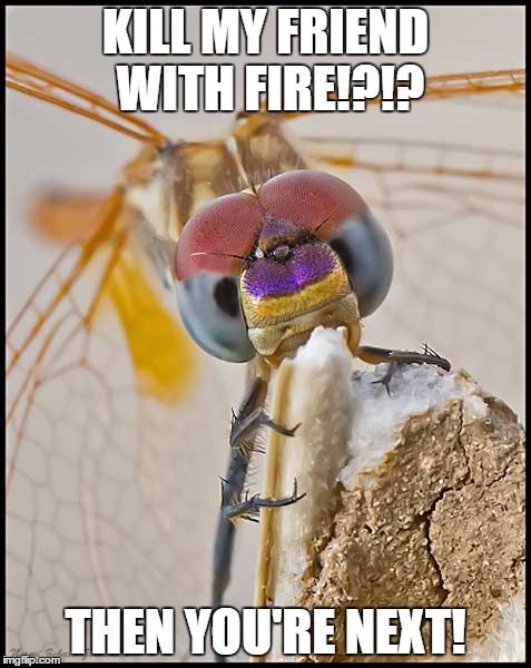 dragonfly | KILL MY FRIEND WITH FIRE!?!? THEN YOU'RE NEXT! | image tagged in dragonfly | made w/ Imgflip meme maker