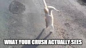 WHAT YOUR CRUSH ACTUALLY SEES | image tagged in cat walk on front legs | made w/ Imgflip meme maker