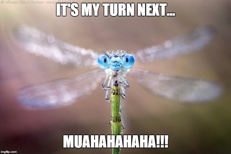 IT'S MY TURN NEXT... MUAHAHAHAHA!!! | image tagged in damselfly looking at you | made w/ Imgflip meme maker