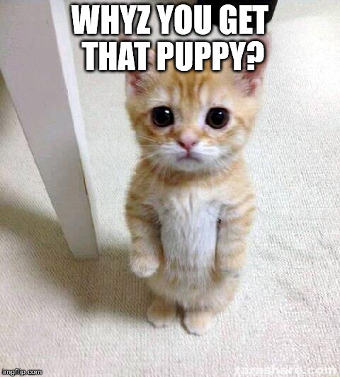 Cute Cat | WHYZ YOU GET THAT PUPPY? | image tagged in memes,cute cat | made w/ Imgflip meme maker