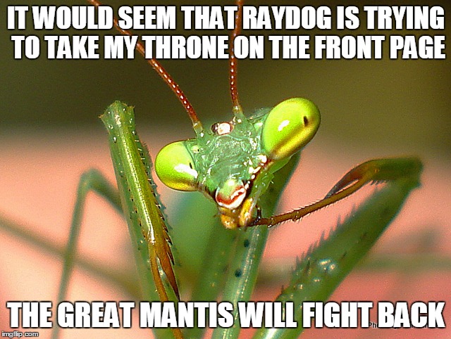 IT WOULD SEEM THAT RAYDOG IS TRYING TO TAKE MY THRONE ON THE FRONT PAGE THE GREAT MANTIS WILL FIGHT BACK | image tagged in mantis | made w/ Imgflip meme maker