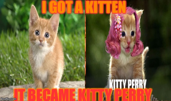 One Does Not Simply | I GOT A KITTEN IT BECAME KITTY PERRY | image tagged in memes,one does not simply | made w/ Imgflip meme maker