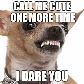 Angry chihuahua  | CALL ME CUTE ONE MORE TIME I DARE YOU | image tagged in angry chihuahua  | made w/ Imgflip meme maker