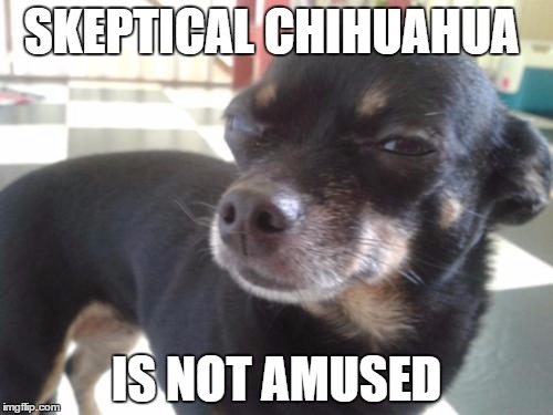 Skeptical Chihuahua | SKEPTICAL CHIHUAHUA IS NOT AMUSED | image tagged in skeptical chihuahua | made w/ Imgflip meme maker