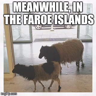 MEANWHILE, IN THE FAROE ISLANDS | made w/ Imgflip meme maker