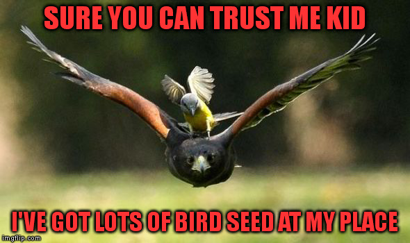 Beware of strangers bearing gifts. | SURE YOU CAN TRUST ME KID I'VE GOT LOTS OF BIRD SEED AT MY PLACE | image tagged in meme,birds,danger | made w/ Imgflip meme maker