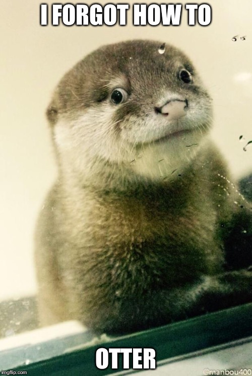 Derp otter  | I FORGOT HOW TO OTTER | image tagged in derp otter  | made w/ Imgflip meme maker