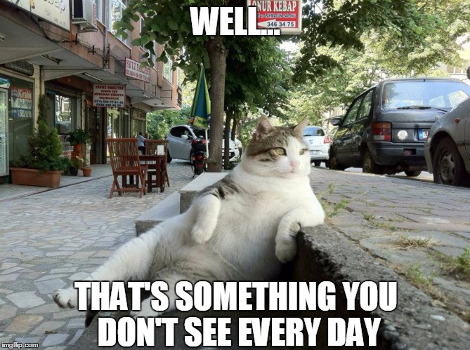Half Interested Cat (reaction meme) | WELL... THAT'S SOMETHING YOU DON'T SEE EVERY DAY | image tagged in half interested cat,funny,meme,animal,cat | made w/ Imgflip meme maker