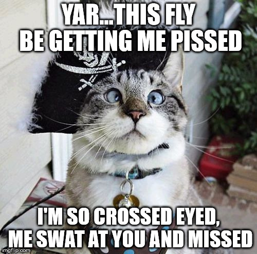 Spangles | YAR...THIS FLY BE GETTING ME PISSED I'M SO CROSSED EYED, ME SWAT AT YOU AND MISSED | image tagged in memes,spangles | made w/ Imgflip meme maker