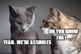 DO YOU KNOW THAT . . . YEAH.  WE'RE ASSHOLES | image tagged in cats | made w/ Imgflip meme maker