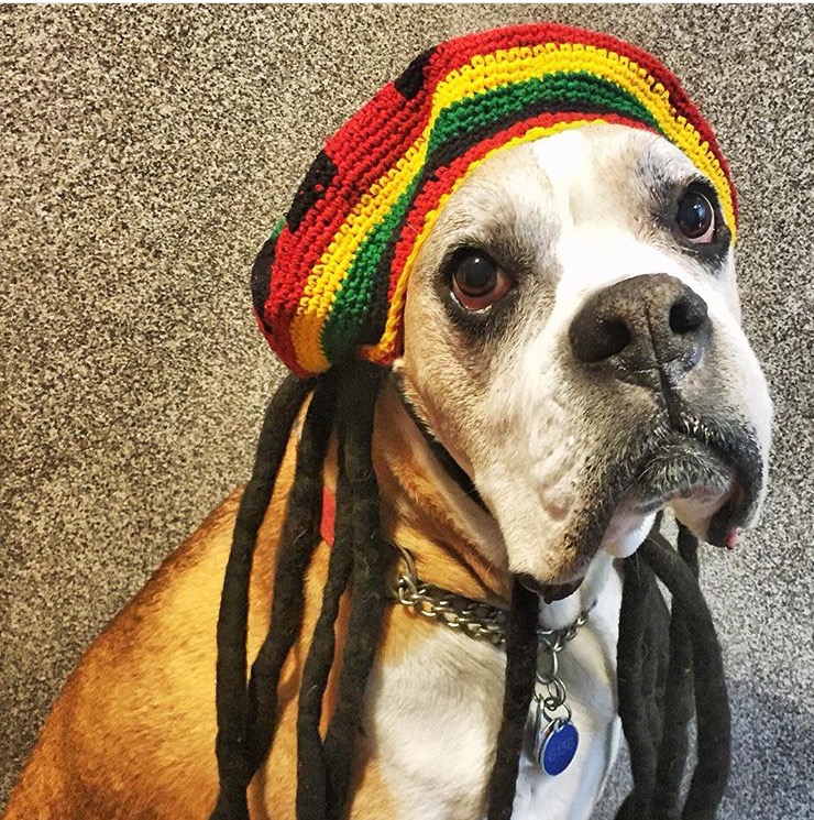 Bildresultat fÃ¶r rasta dog