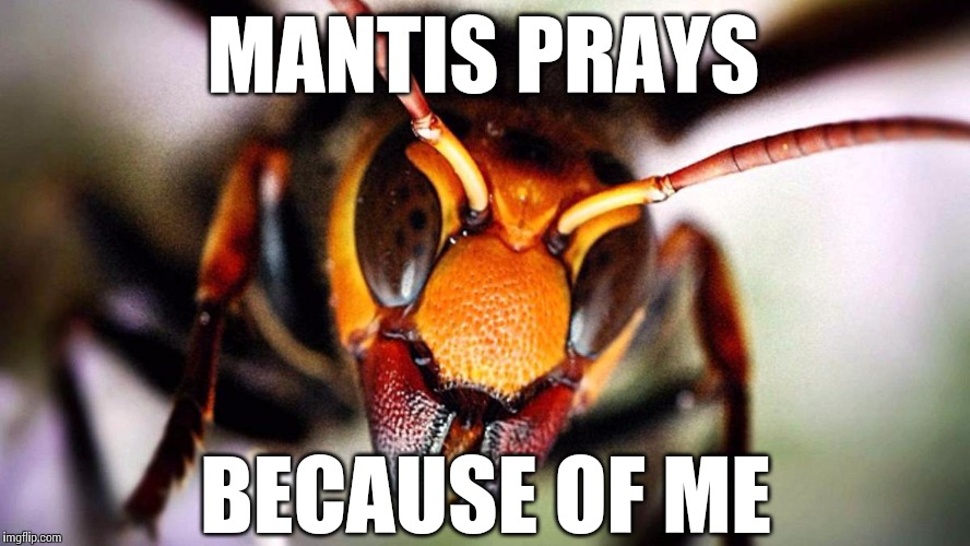 Solitary predators have badass reputations, but pack hunters rule the world. (e.g. - humans, lions, orca, etc.) | MANTIS PRAYS BECAUSE OF ME | image tagged in japanese hornet | made w/ Imgflip meme maker