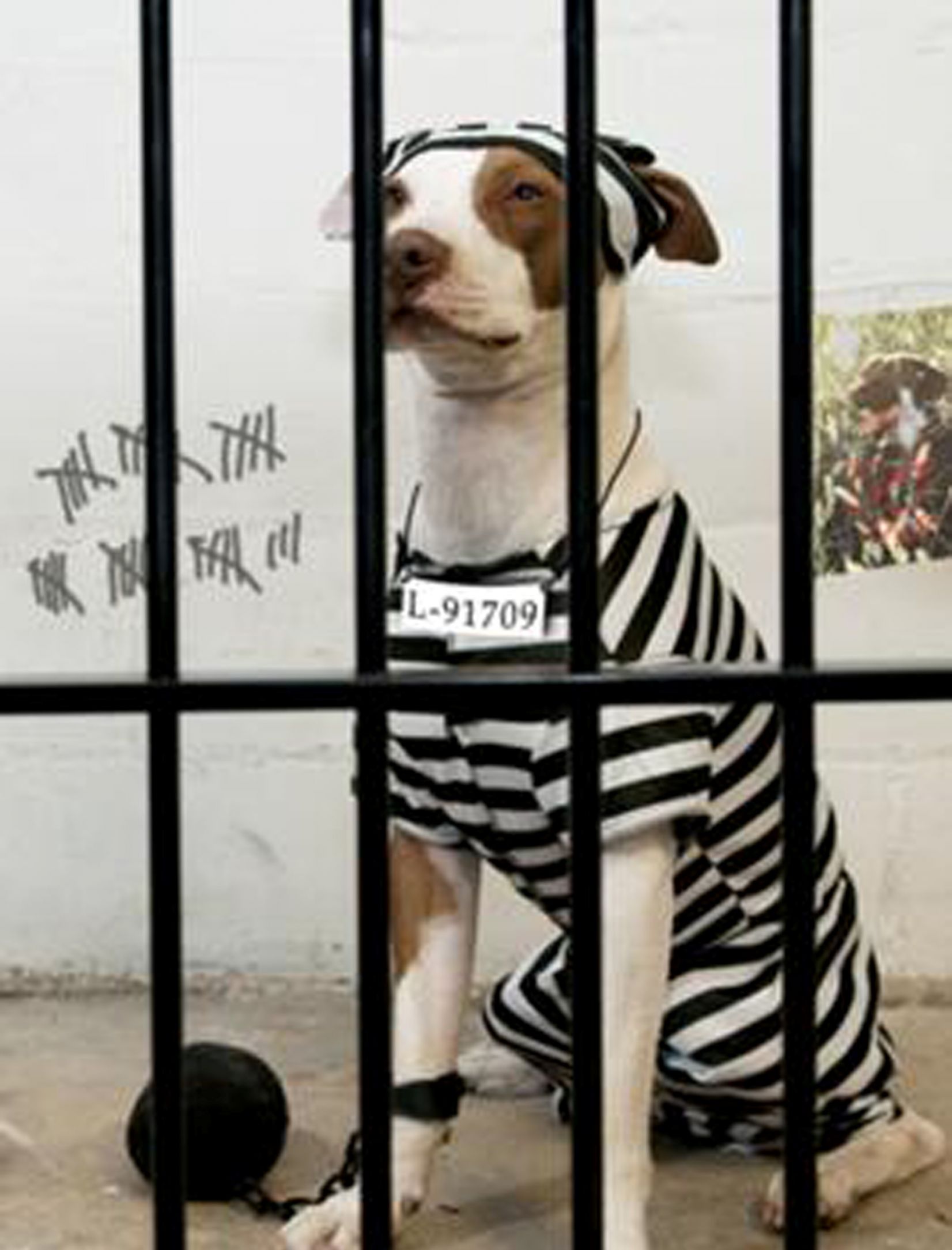Dog In Prison Blank Meme Template