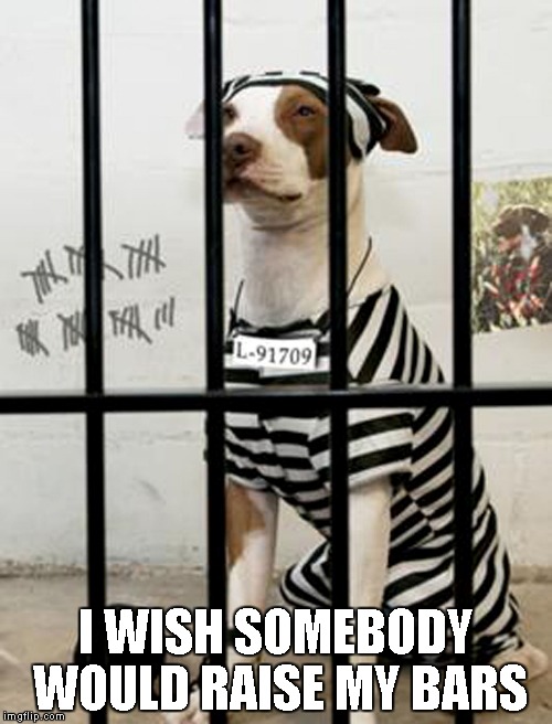 Dog In Prison | I WISH SOMEBODY WOULD RAISE MY BARS | image tagged in dog in prison | made w/ Imgflip meme maker