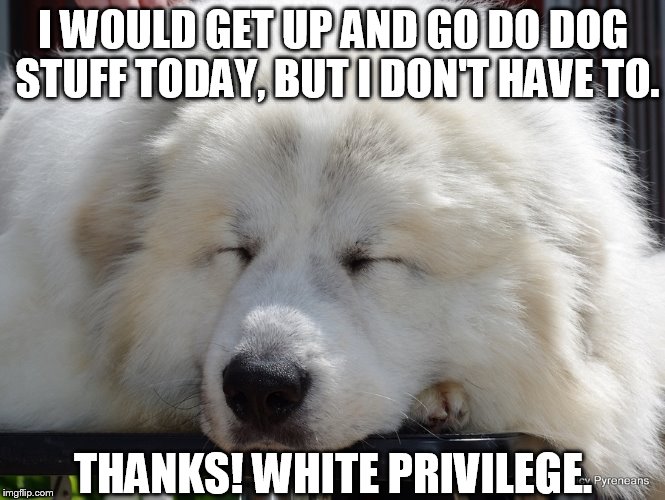 white dog | I WOULD GET UP AND GO DO DOG STUFF TODAY, BUT I DON'T HAVE TO. THANKS! WHITE PRIVILEGE. | image tagged in white dog,memes,funny dogs,dogs,funny animals | made w/ Imgflip meme maker