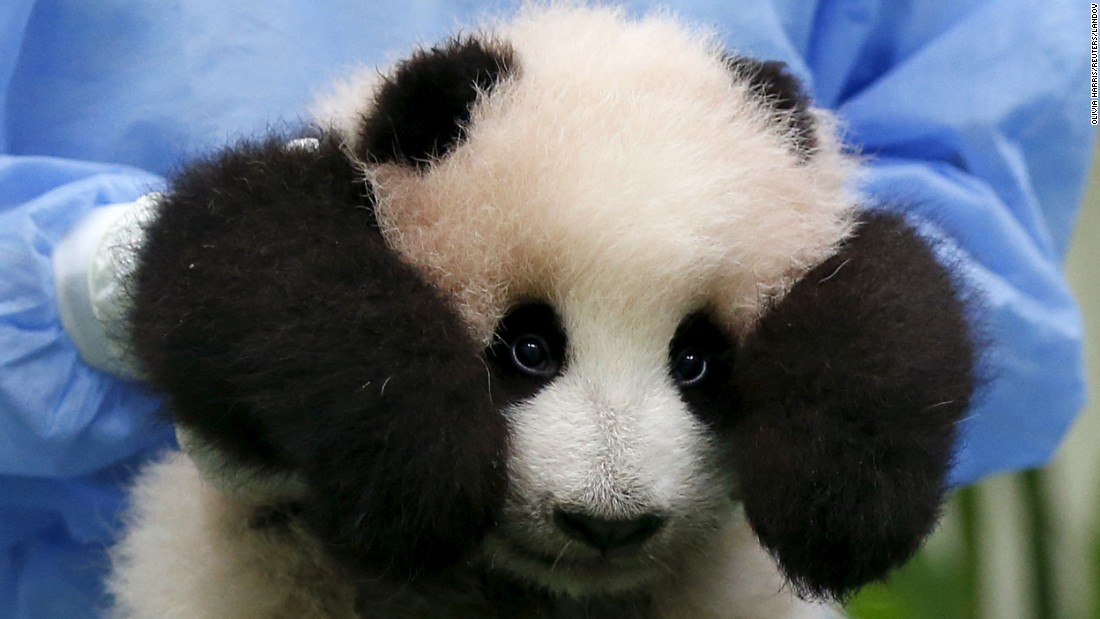 Cute Panda Blank Meme Template