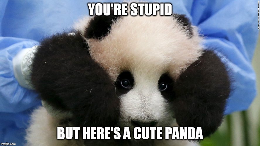 Cute Panda | YOU'RE STUPID BUT HERE'S A CUTE PANDA | image tagged in cute panda | made w/ Imgflip meme maker