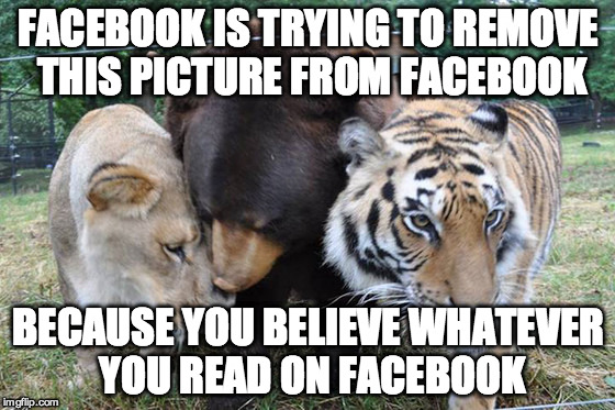 Facebook blocked this image | FACEBOOK IS TRYING TO REMOVE THIS PICTURE FROM FACEBOOK BECAUSE YOU BELIEVE WHATEVER YOU READ ON FACEBOOK | image tagged in facebook,censorship,blocked image | made w/ Imgflip meme maker