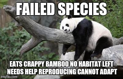 lazy panda | FAILED SPECIES EATS CRAPPY BAMBOO NO HABITAT LEFT NEEDS HELP REPRODUCING CANNOT ADAPT | image tagged in lazy panda | made w/ Imgflip meme maker