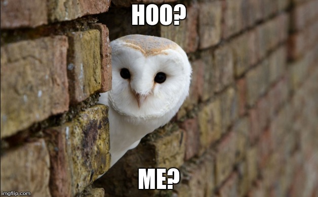 someone called my name | HOO? ME? | image tagged in owls | made w/ Imgflip meme maker