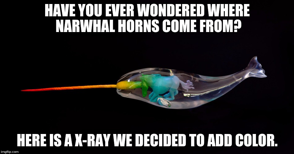 HAVE YOU EVER WONDERED WHERE NARWHAL HORNS COME FROM? HERE IS A X-RAY WE DECIDED TO ADD COLOR. | image tagged in where do horns come from | made w/ Imgflip meme maker