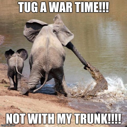 TUG A WAR TIME!!! NOT WITH MY TRUNK!!!! | image tagged in tug a war | made w/ Imgflip meme maker