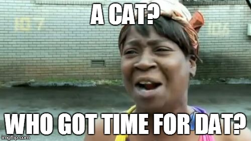 Ain't Nobody Got Time For That Meme | A CAT? WHO GOT TIME FOR DAT? | image tagged in memes,aint nobody got time for that | made w/ Imgflip meme maker