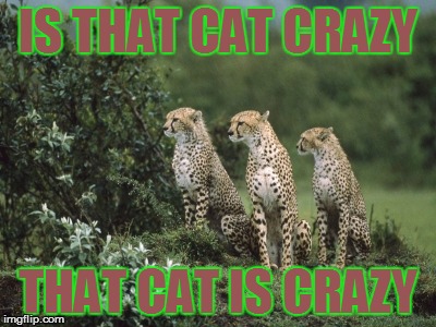 That Cat Is Crazy | IS THAT CAT CRAZY THAT CAT IS CRAZY | image tagged in big cats,cat meme,crazy,crazy meme,original meme,cat | made w/ Imgflip meme maker