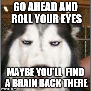 original pissed off husky | GO AHEAD AND ROLL YOUR EYES MAYBE YOU'LL  FIND A BRAIN BACK THERE | image tagged in original pissed off husky | made w/ Imgflip meme maker