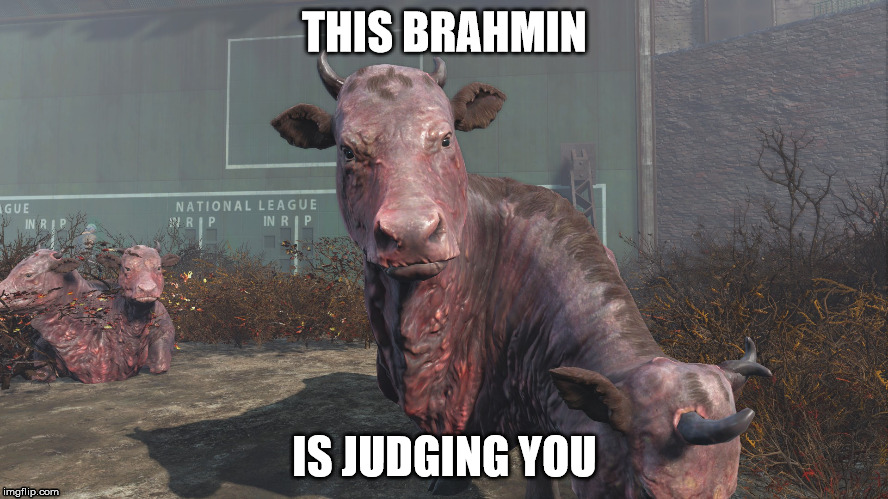 Judgmental Brahmin | THIS BRAHMIN IS JUDGING YOU | image tagged in fallout,brahmin,judging,judgemental,judgmental | made w/ Imgflip meme maker