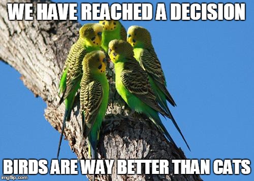 The Meeting | WE HAVE REACHED A DECISION BIRDS ARE WAY BETTER THAN CATS | image tagged in the meeting | made w/ Imgflip meme maker