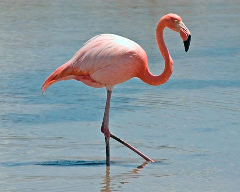 Flamingo Blank Meme Template