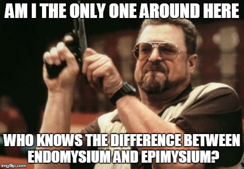 Am I The Only One Around Here Meme | AM I THE ONLY ONE AROUND HERE WHO KNOWS THE DIFFERENCE BETWEEN ENDOMYSIUM AND EPIMYSIUM? | image tagged in memes,am i the only one around here | made w/ Imgflip meme maker