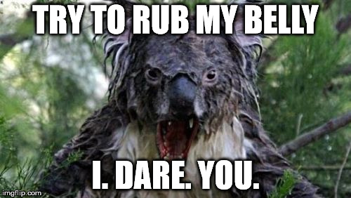 Angry Koala | TRY TO RUB MY BELLY I. DARE. YOU. | image tagged in memes,angry koala | made w/ Imgflip meme maker