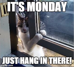 IT'S MONDAY JUST HANG IN THERE! | image tagged in hang in there | made w/ Imgflip meme maker