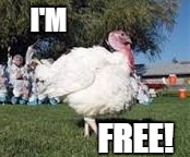 I'M FREE! | image tagged in turkey walking2 | made w/ Imgflip meme maker