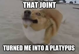 FAIL DOGEY STYLE | THAT JOINT TURNED ME INTO A PLATYPUS | image tagged in fail dogey style | made w/ Imgflip meme maker