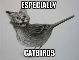 ESPECIALLY CATBIRDS | made w/ Imgflip meme maker