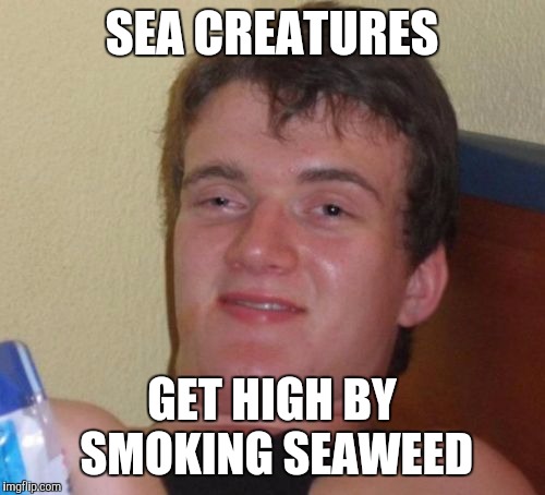 10 Guy | SEA CREATURES GET HIGH BY SMOKING SEAWEED | image tagged in memes,10 guy | made w/ Imgflip meme maker