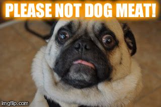 Pug worried | PLEASE NOT DOG MEAT! | image tagged in pug worried | made w/ Imgflip meme maker