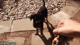 Alfie's First Fetch | image tagged in gifs | made w/ Imgflip video-to-gif maker