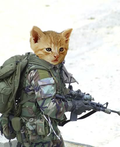 Special Forces cat Blank Meme Template